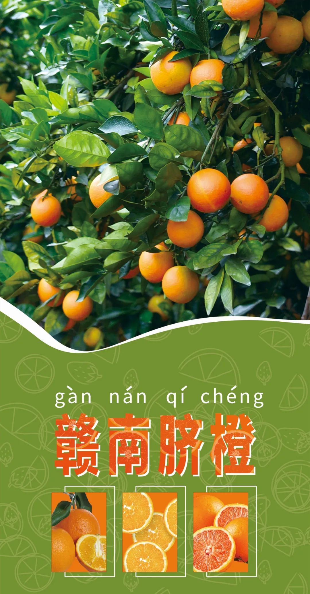 千图网_翻新作品_绿色时尚赣南脐橙水果展架模板_图片编号28398616_01.jpg